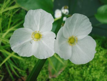 Close-up of white flowering plant