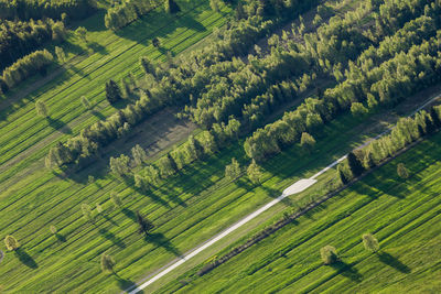 High angle view of agricultural field