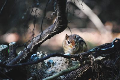 Close-up of chipmunk on tree