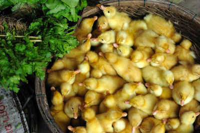 High angle view of yellow ducklings in wicker basket