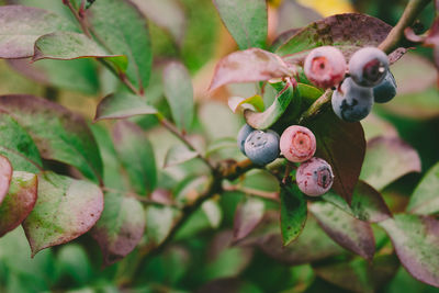 Close-up of berries growing on tree