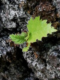 Close-up of lichen on tree trunk