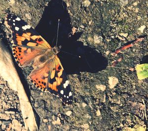 High angle view of butterfly on leaf