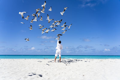 Seagulls flying over beach against sky