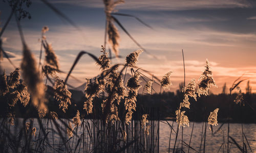 Close-up of silhouette plants against calm lake at sunset