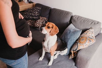 Midsection of pregnant woman with dog standing by sofa 