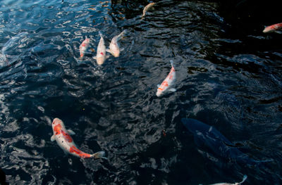 High angle view of koi fish in sea