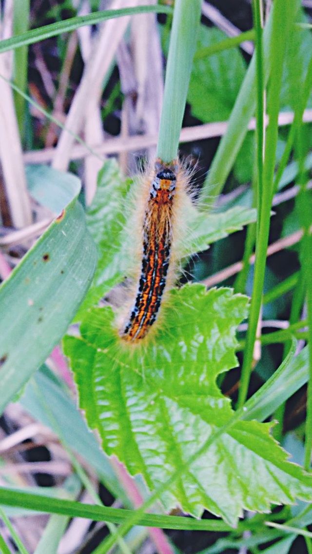 animal themes, one animal, animals in the wild, wildlife, insect, plant, close-up, green color, focus on foreground, leaf, nature, butterfly - insect, butterfly, full length, animal wing, growth, beauty in nature, outdoors, day, animal antenna