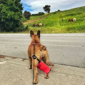 Dog on road against sky