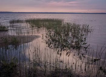 Reflection of trees in water at sunset