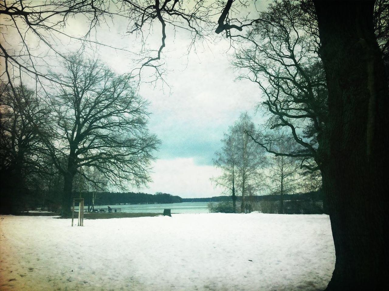 snow, winter, tree, cold temperature, bare tree, weather, season, tranquility, tranquil scene, sky, nature, branch, scenics, landscape, beauty in nature, field, covering, white color, tree trunk, cloud - sky