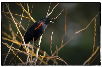 Close-up of bird perching on leaf