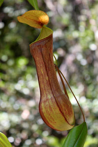 Close-up of fresh green plant