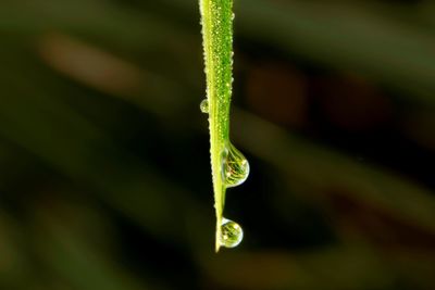 Close-up of fresh green leaf