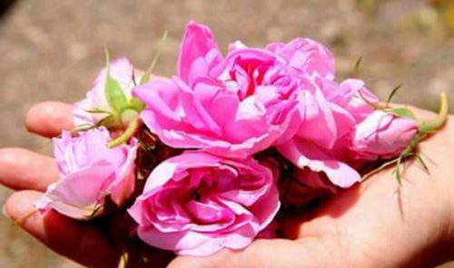 Close-up of hand with pink flowers