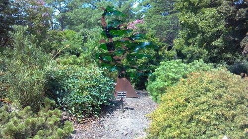 Plants and trees in park