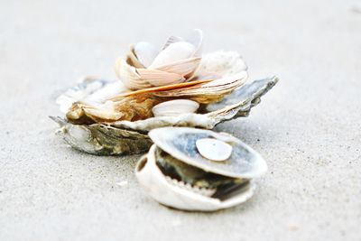 Close-up of seashell on beach