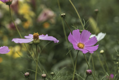 Photo of a cosmos bipinnatus or mexican aster.