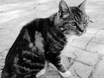 High angle view of cat sitting on footpath