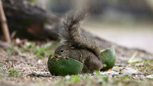 Close-up of squirrel on rock