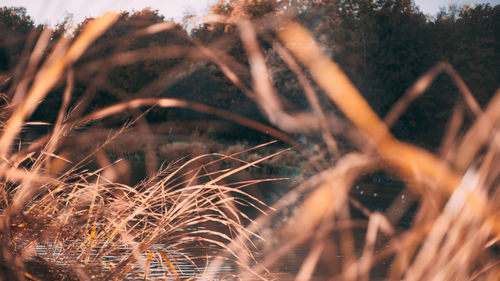 Close-up of dry plants on field