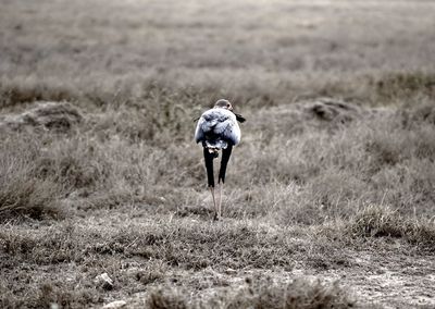 Man standing on field