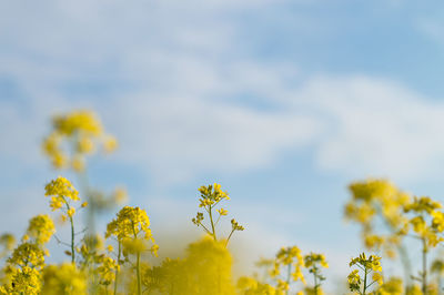 Close-up of fresh yellow flower against sky