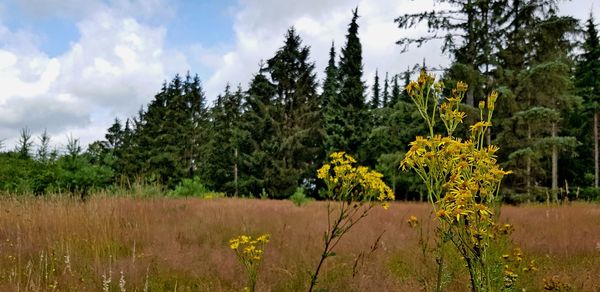 Yellow flowering plants on field against sky