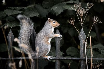 Squirrel on tree