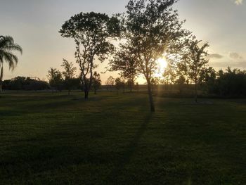 Silhouette trees on field against sky during sunset