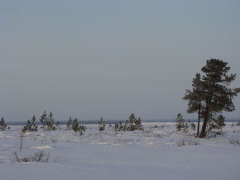 Trees on snow covered field against sky
