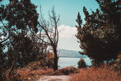 Trees by sea against sky