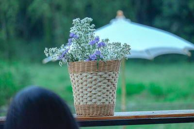 Close-up of hand holding purple flowering plant