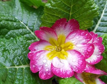 Close-up of wet pink flower