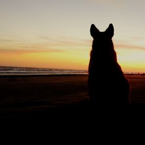Silhouette of dog on beach at sunset