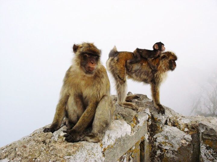 MONKEY SITTING ON ROCKS