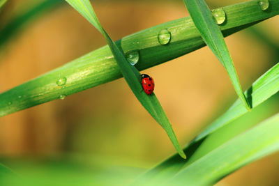 Close-up of ladybug on leaf
