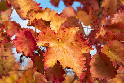 Close-up of maple leaves on tree during autumn