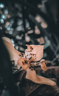 Close-up of hand holding flowering plant