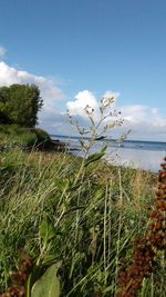 Close-up of grass by sea against sky