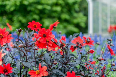 Close-up of red flowers blooming outdoors