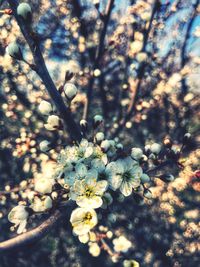 Close-up of apple blossoms in spring