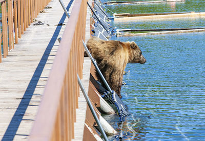 Funny wet brown bear on the wooden bridge