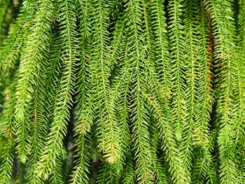 Full frame shot of pine tree