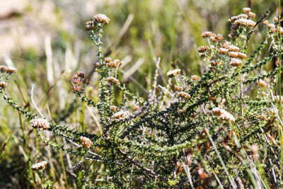 Close-up of pine tree branch during winter