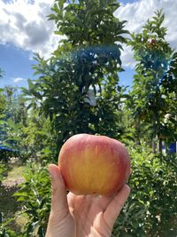 Cropped image of person holding apple