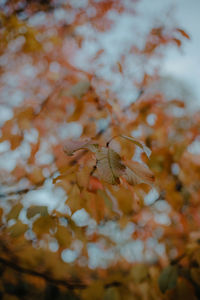 Close-up of fresh orange flowers on tree during autumn