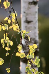 Close-up of yellow flowering plant