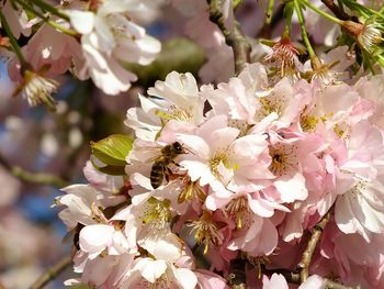 Close-up of cherry blossom