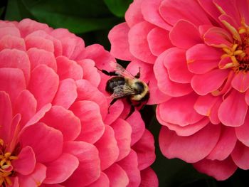 Close-up of bee pollinating on pink flower